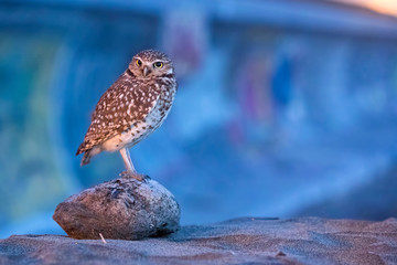 Burrowing Owl (Athene cunicularia), Ocean Beach, San Francisco, California, United States, North America