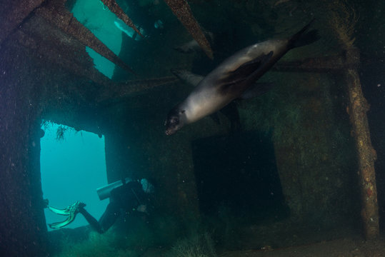 Diver And Sea Lion At Site Of Sunken Ship Fang Ming Artificial Reef, La Paz, Baja California Sur, Mexico