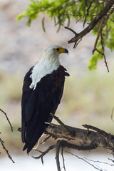 African fish eagle in Kruger National park, South Africa