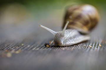 forest snail on wooden bench 