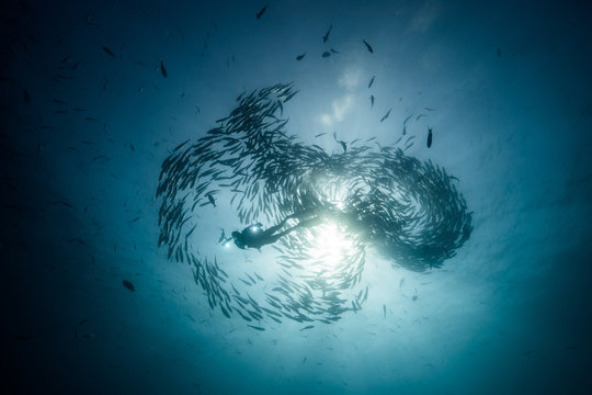 Low angle underwater view of scuba diver diving among shoaling jack fish in blue sea, Baja California, Mexico