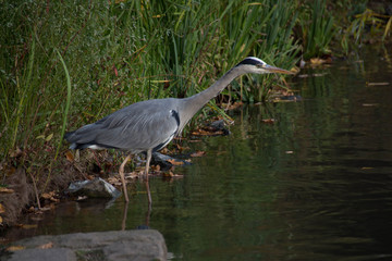 Reiher am Ufer