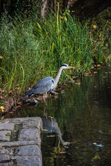 Reiher am Ufer