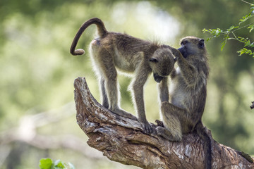 Chacma baboon in Kruger National park, South Africa