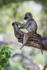 Chacma baboon in Kruger National park, South Africa