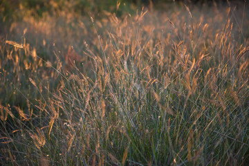grass flower under light of sunset background