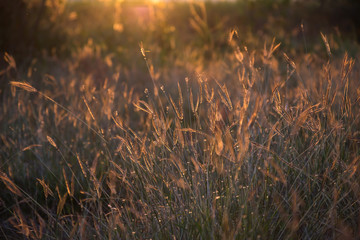 grass flower under light of sunset background