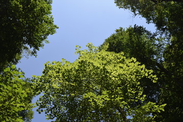 летнее небо