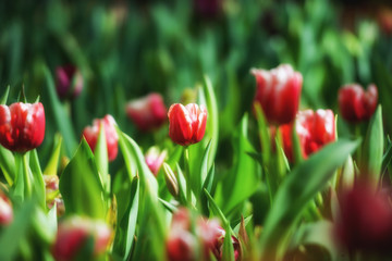 Flower tulips background. Beautiful view of color tulips