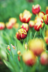 Flower tulips background. Beautiful view of color tulips field