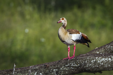 Egyptian Goose in Kruger National park, South Africa