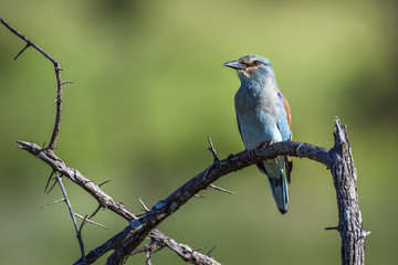 European Roller in Kruger National park, South Africa