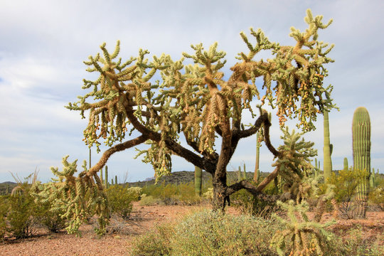 Chain Fruit Cholla cactus in Organ Pipe Cactus National Monument, Ajo, Arizona USA