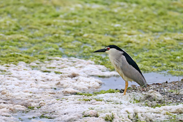 A lone night heron on the shore of a creeping bay