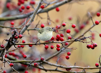 Chiffchaff is sitting on a hawthorn bush with bright red berries