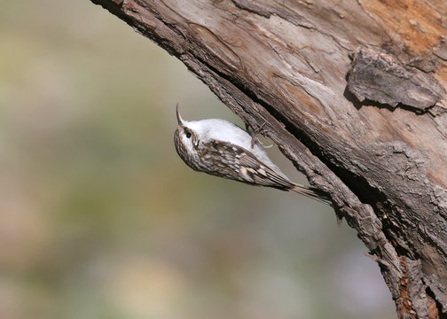 Close up photo of The Eurasian treecreeper or common treecreeper (Certhia familiaris) sits on a log on green blurred background