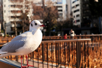 Bird of Larus Ridibundus, aka. Yurikamome in Japan