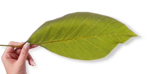 Green leaf of the Greek nut in a female hand isolate on a white background.