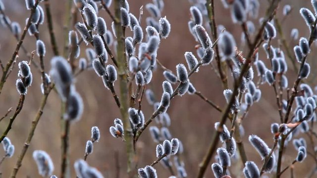 Young willow branches swaying in the wind.