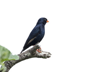 Village Indigobird in Kruger National park, South Africa