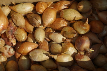 Rhizome tuber bulb onions in a cardboard box