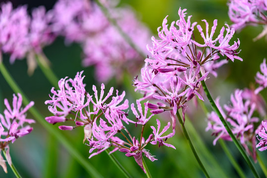 ピンクのダイヤモンドリリーの花