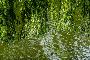 Water and tree