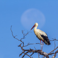 White Stork in Kruger National park, South Africa