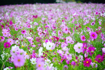 Naklejka premium 大阪万博記念公園のコスモス畑