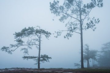 Forest path with pine and mist