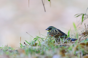アオジ(Black-faced bunting)
