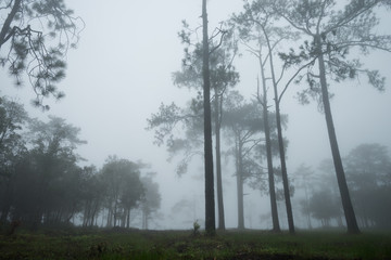Obraz na płótnie Canvas Forest path with pine and mist
