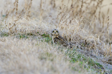 コミミズク(Short-eared Owl)