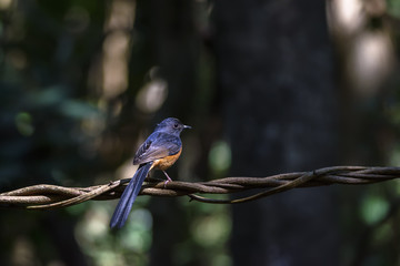Male White-rumped shama perching on tree branch with green bokeh background , Thailand