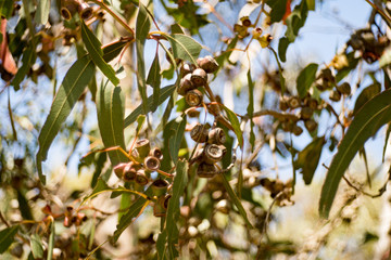 gumnuts and leaves hang from a branch with soft blue bokeh background