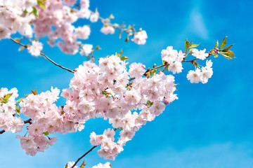 Blooming japan sakura flowers. Cherry tree branch