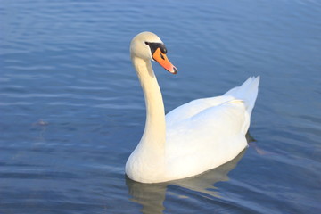 Naklejka na ściany i meble Mute swan on lake