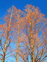 冬のメタセコイアと青空