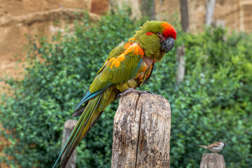 Parrots of the Amazon breed.
