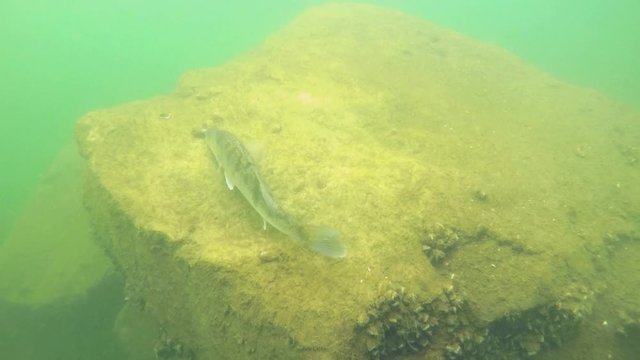 Huge Walleye, Zander or Pike-perch (Sander lucioperca). Underwater video of fresh water fish. Animals in nature. Swimming pike perch and guarding his eggs. 