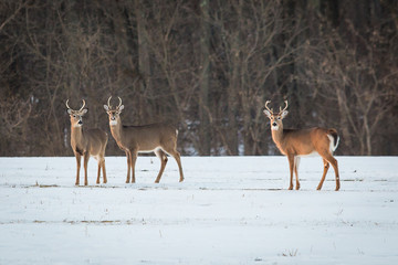 Group of young deer in the forest