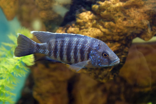 aquarium fish pseudotropheus zebra
