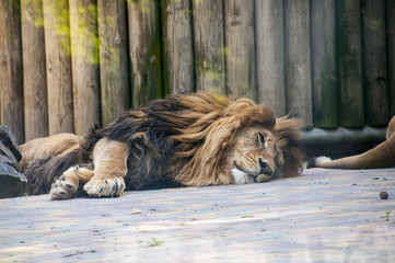 Beautiful sleeping lion in a cage.