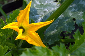 Flower zucchini against the background of leaves on a sunny day.
