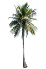 Coconut palm tree isolated on white background.