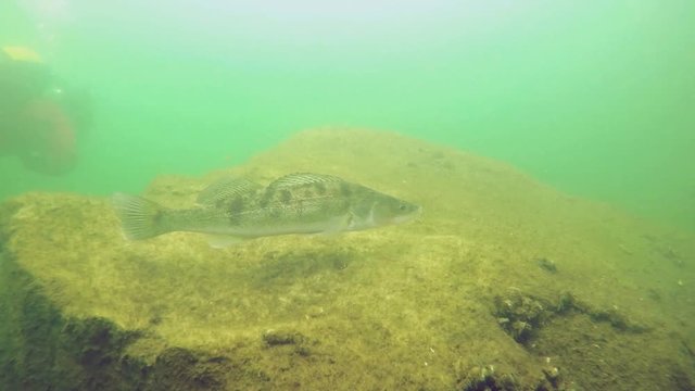 Huge Walleye, Zander or Pike-perch (Sander lucioperca). Underwater video of fresh water fish. Animals in nature. Swimming pike perch and guarding his eggs. 
