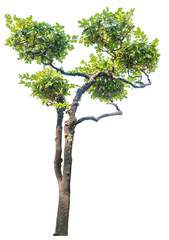 Isolated big tree on white background