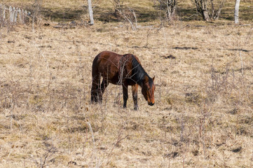 Red horse with long mane in flower field against sky