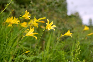 Wild yellow lily blooms in the woodland meadow.