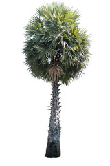 Isolated palm tree on white background